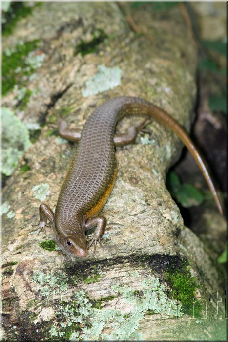 Eutropis multifasciata.JPG