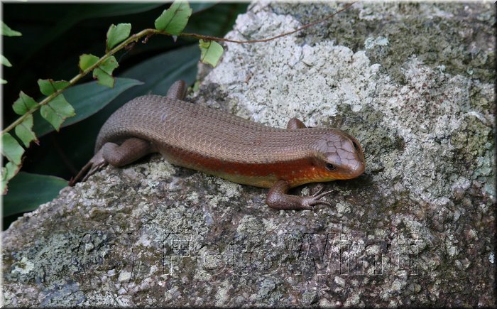 Eutropis multifasciata2.JPG