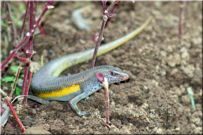Eutropis multifasciata3.JPG