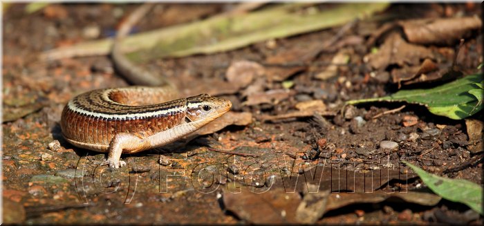Zonosaurus madagascariensis.JPG