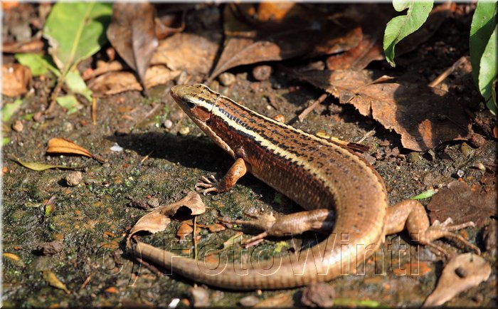 Zonosaurus madagascariensis2.JPG