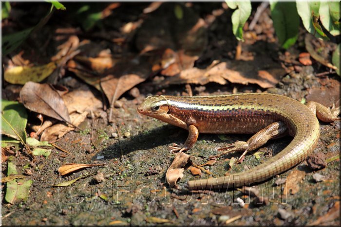 Zonosaurus madagascariensis3.JPG
