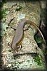 Eutropis multifasciata.JPG