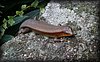 Eutropis multifasciata2.JPG