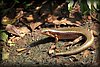Zonosaurus madagascariensis3.JPG