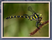 naturfotos010002.jpg
