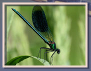 naturfotos010003.jpg